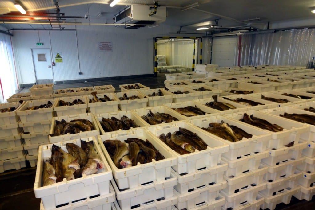 Sultan Rashid Abdullah Rashid Al Shene — Al Shene Marine Holding — commercial coldstore crates of fresh catch ready for processing